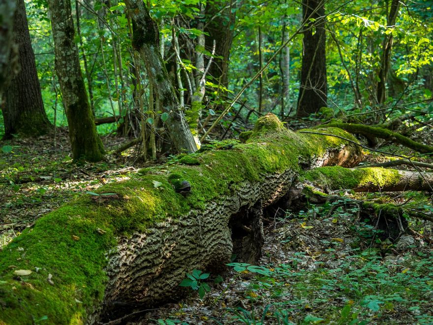 Nada se toca. El bosque en Bialowieza sigue autogestionándose in injerencia humana.