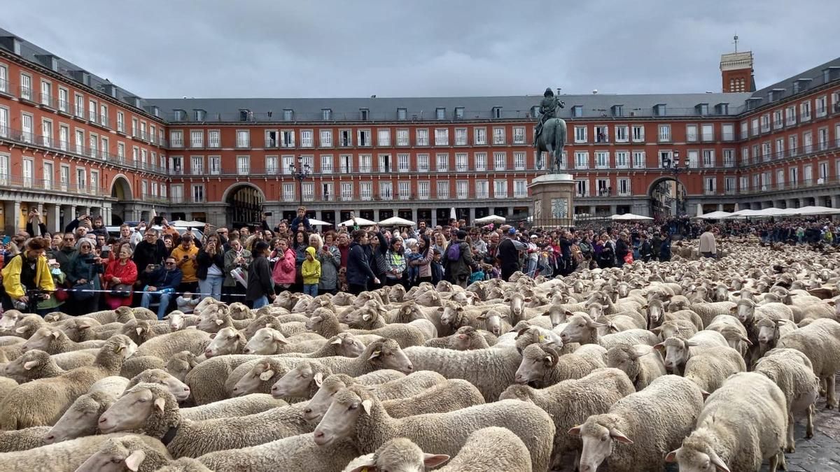 Más de  de 1.400 ovejas y cabras toman Madrid por la Fiesta de la Trashumancia 2026: nuevo recorrido y horarios