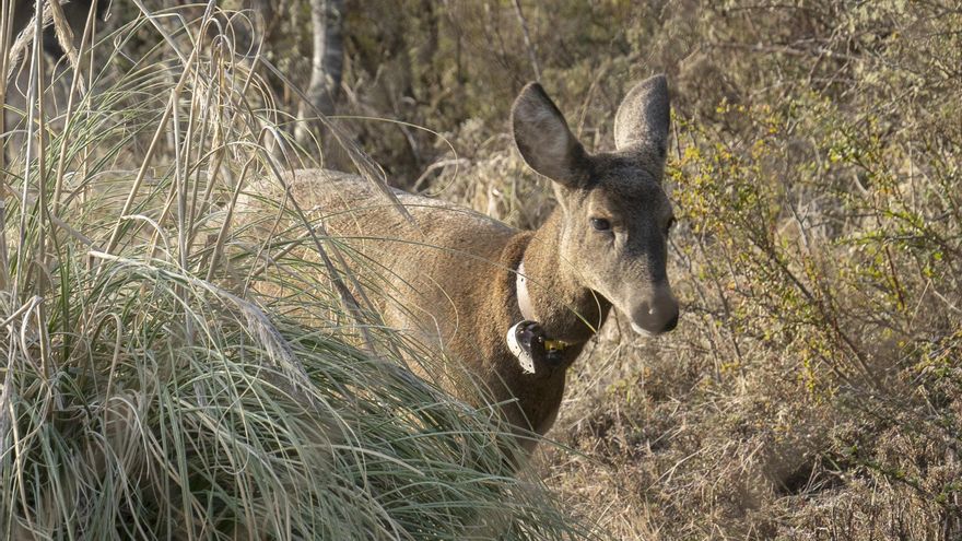 Los esfuerzos de Chile y Argentina para devolver el extinto huemul a la cordillera andina