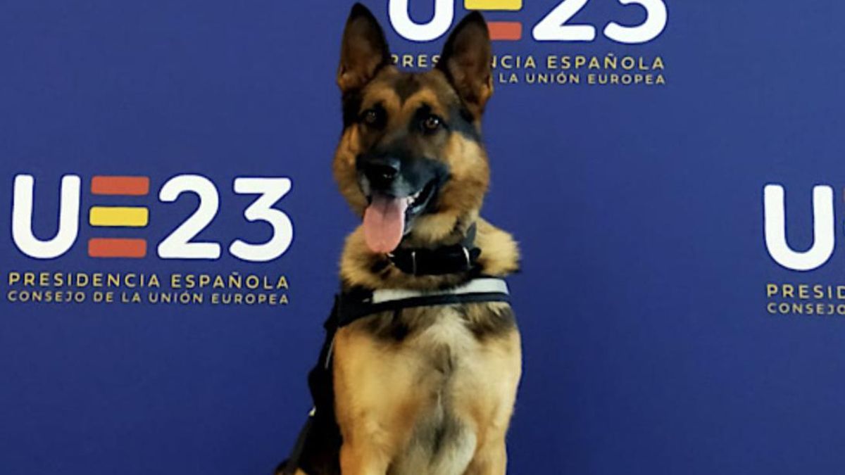 La Policía Nacional jubila a unos de sus pastores alemanes y le busca un hogar por Navidad: "Es un perro noble, equilibrado y muy agradecido"