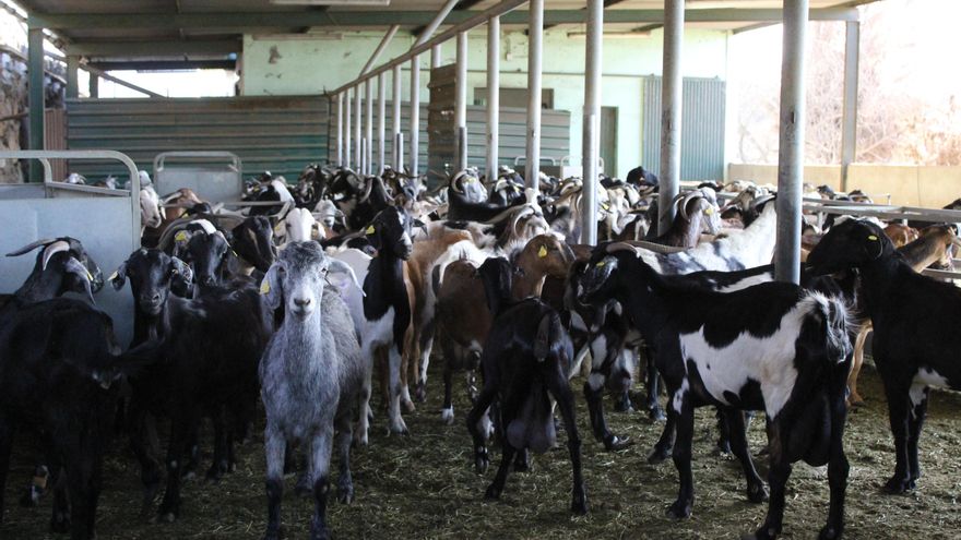 Las cabras de la granja de Antonio Perera tuvieron que ser trasladadas tras la erupción. Foto: LUIS GONZÁLEZ MORERA.