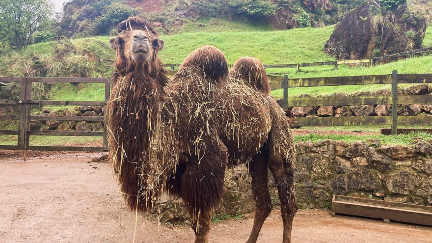 Un camello bactriano llega al Parque de Cabárceno