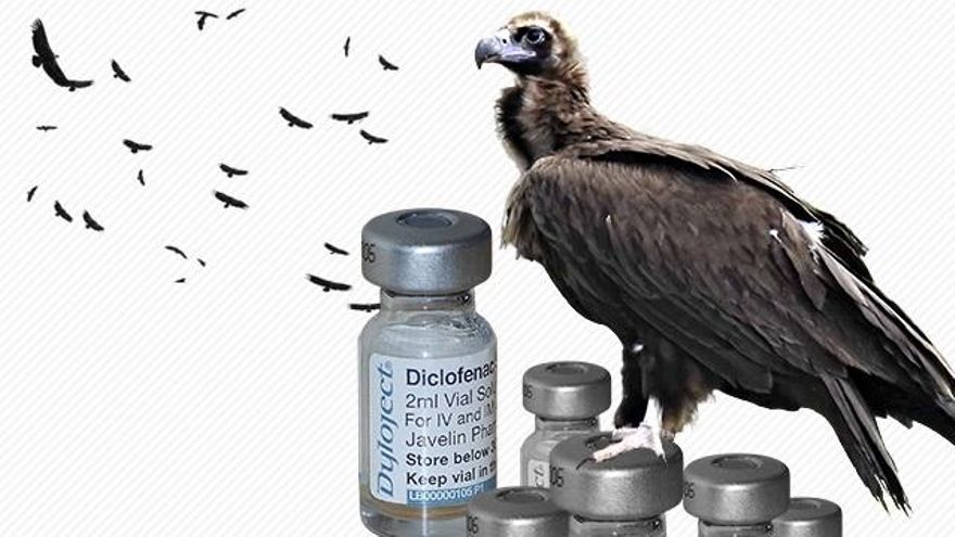 Alerta diclofenaco: el medicamento que diezmó a los buitres en India ya mata ejemplares en las colonias de España