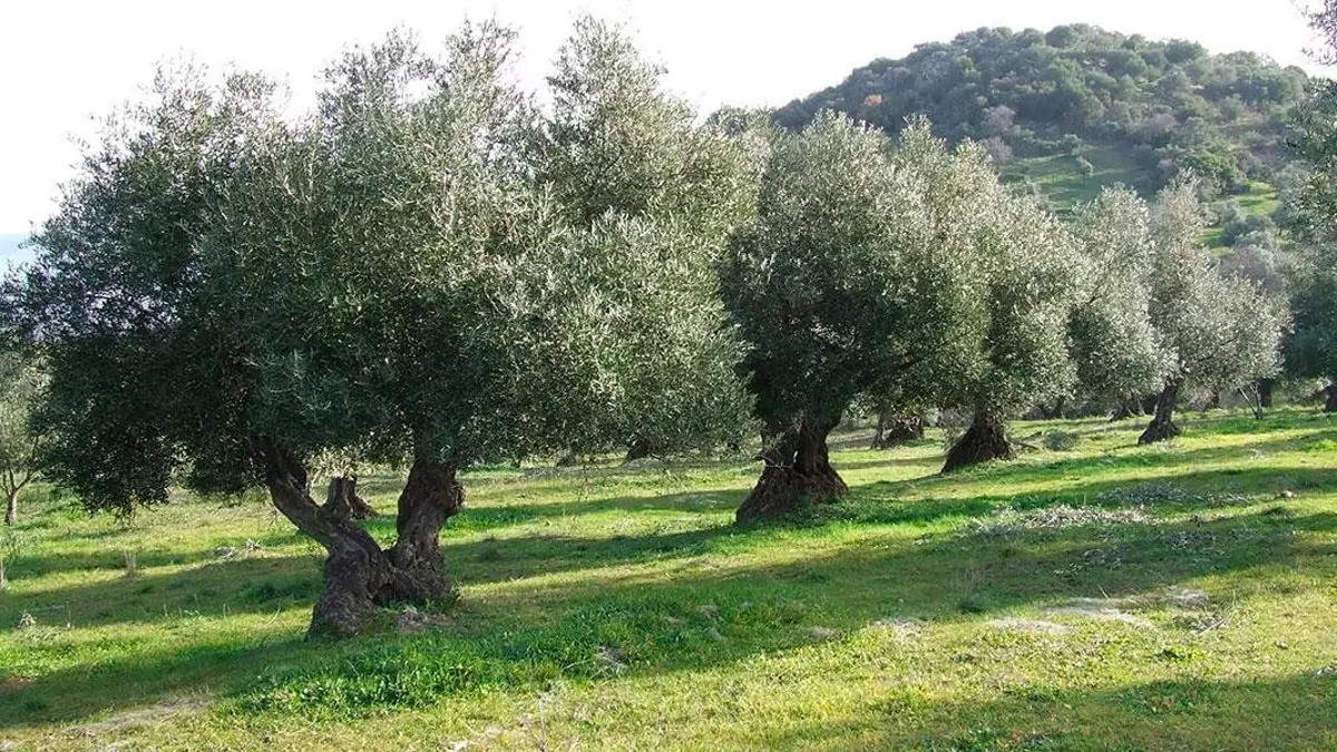 Imágen de la noticia