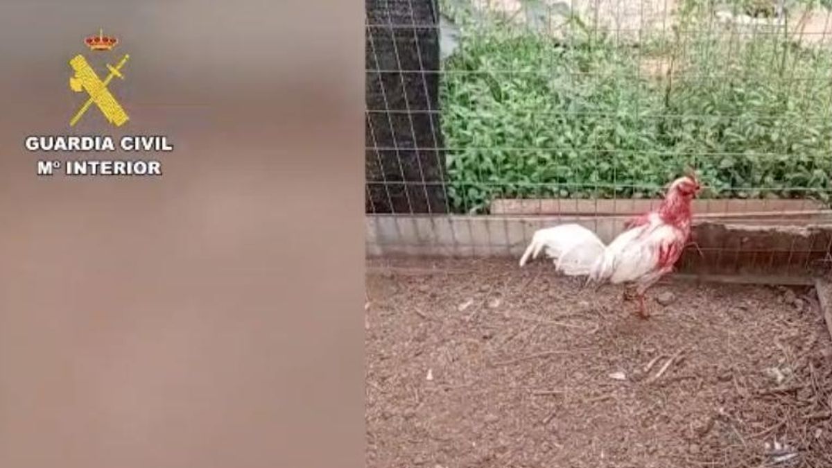 Gallo al que le habían cortado la cresta para peleas. (Guardia Civil).