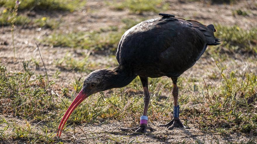 Juvenil de ibis eremita.
