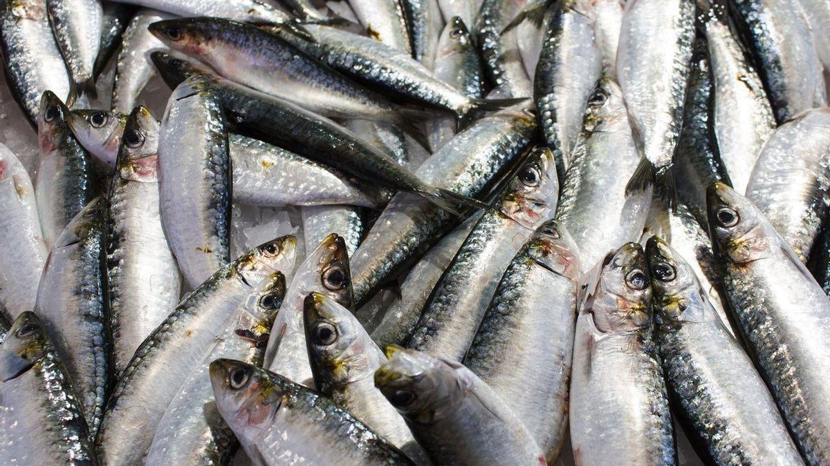 Debemos limpiar las sardinas quitándoles la cabeza y las vísceras para que no suelten tanto olor