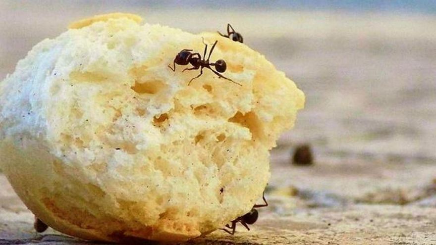 Moscas y hormigas en casa: cómo evitar que te invadan en verano