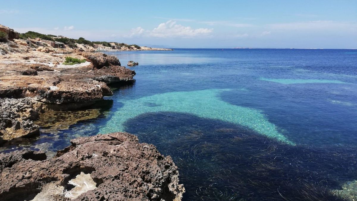 Gracias a esta nueva técnica será posible mapear estos bosques azules a gran escala.