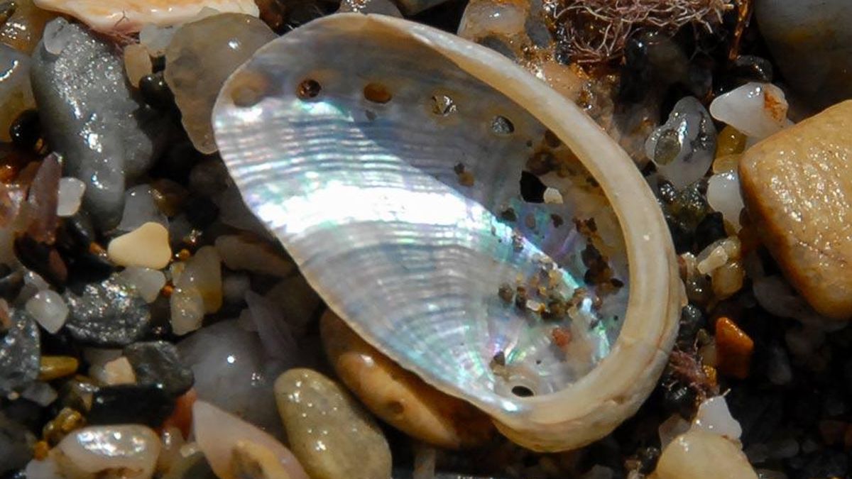 Conocidos como orejas de mar, de estos moluscos hay más de 100 especies diferentes en zonas costeras de todo el mundo