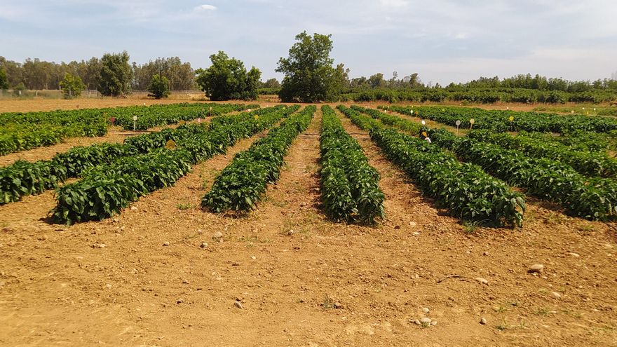 La Junta avisa de que la nueva PAC será un "desastre" para el campo extremeño