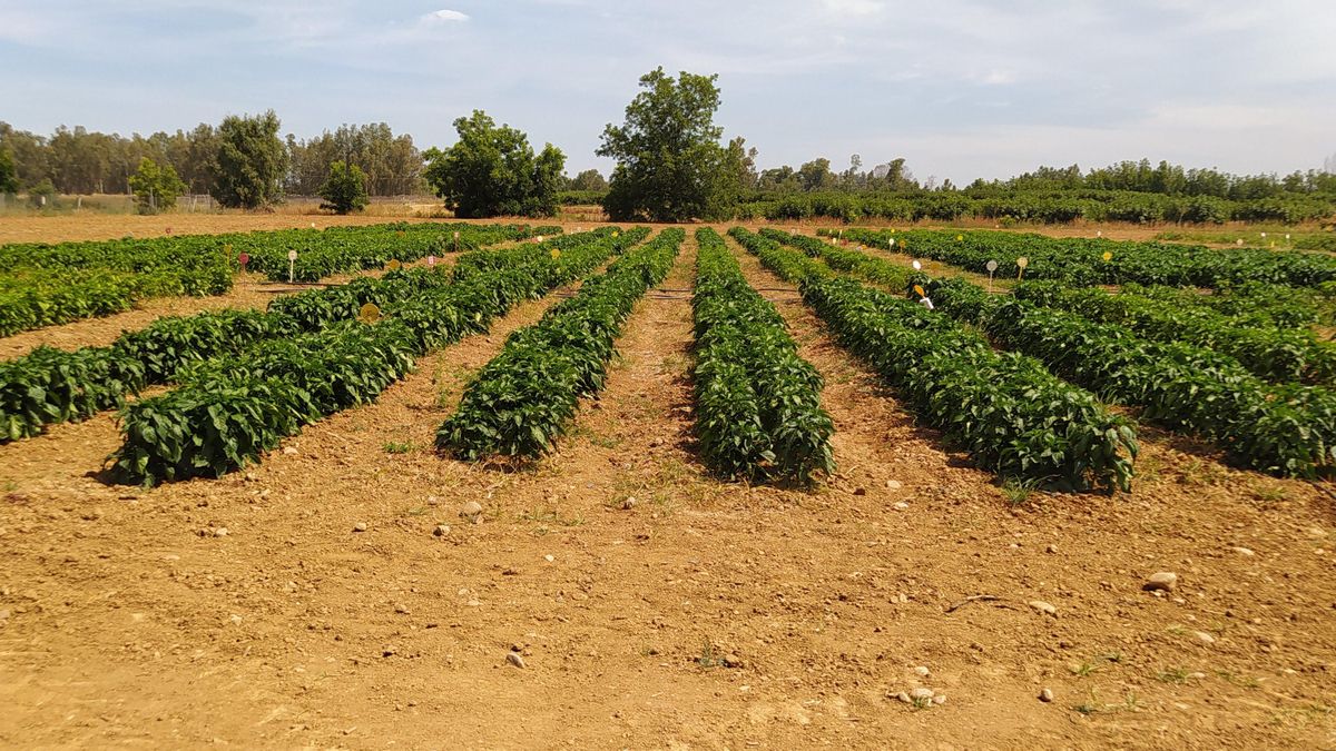 Un cultivo en Extremadura