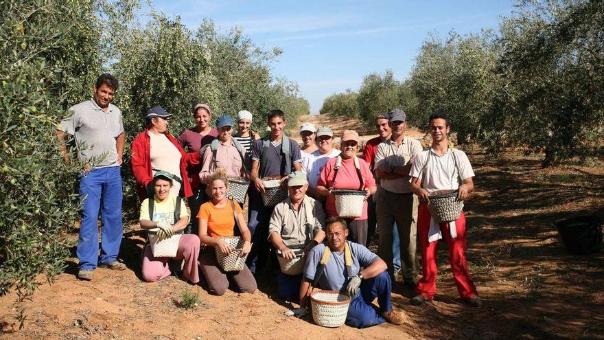 Temporeros durante la campaña de recogida de la aceituna en Jaén