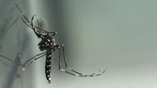 Ejemplar de mosquito tigre