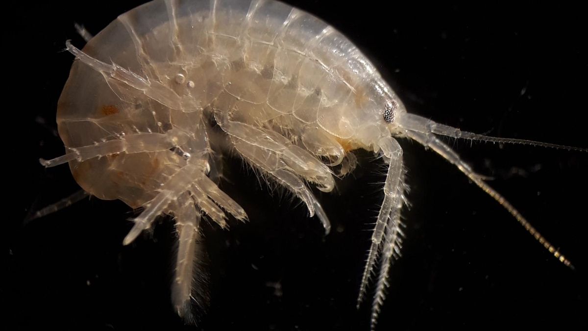 Ni uno se salvó: detectan restos de cocaína y otras drogas duras en todos los camarones analizados en ríos ingleses