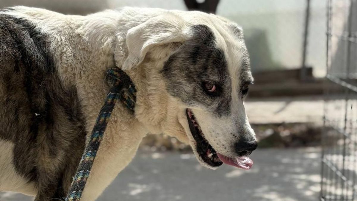 Martina, un cruce de mastín de poco más de dos años de edad