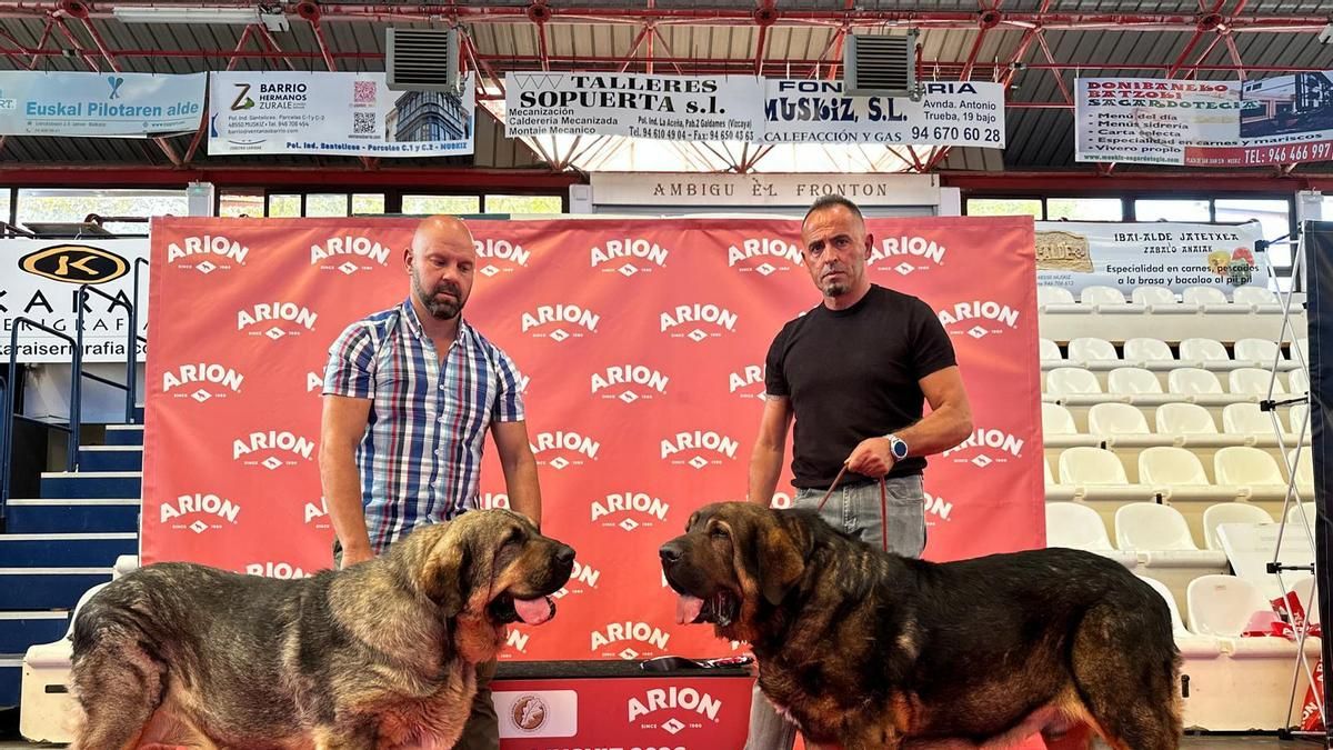 Los mastines de Laciana brillan con tres premios nacionales en la gran Exposición Canina de Bilbao