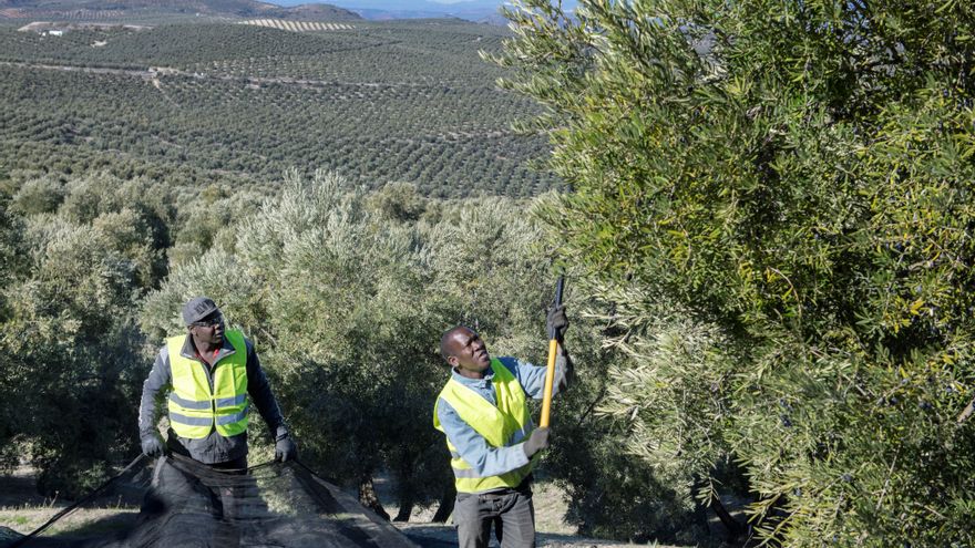 La segunda peor campaña de aceite de oliva del siglo anticipa nuevas subidas de precios en la cesta de la compra