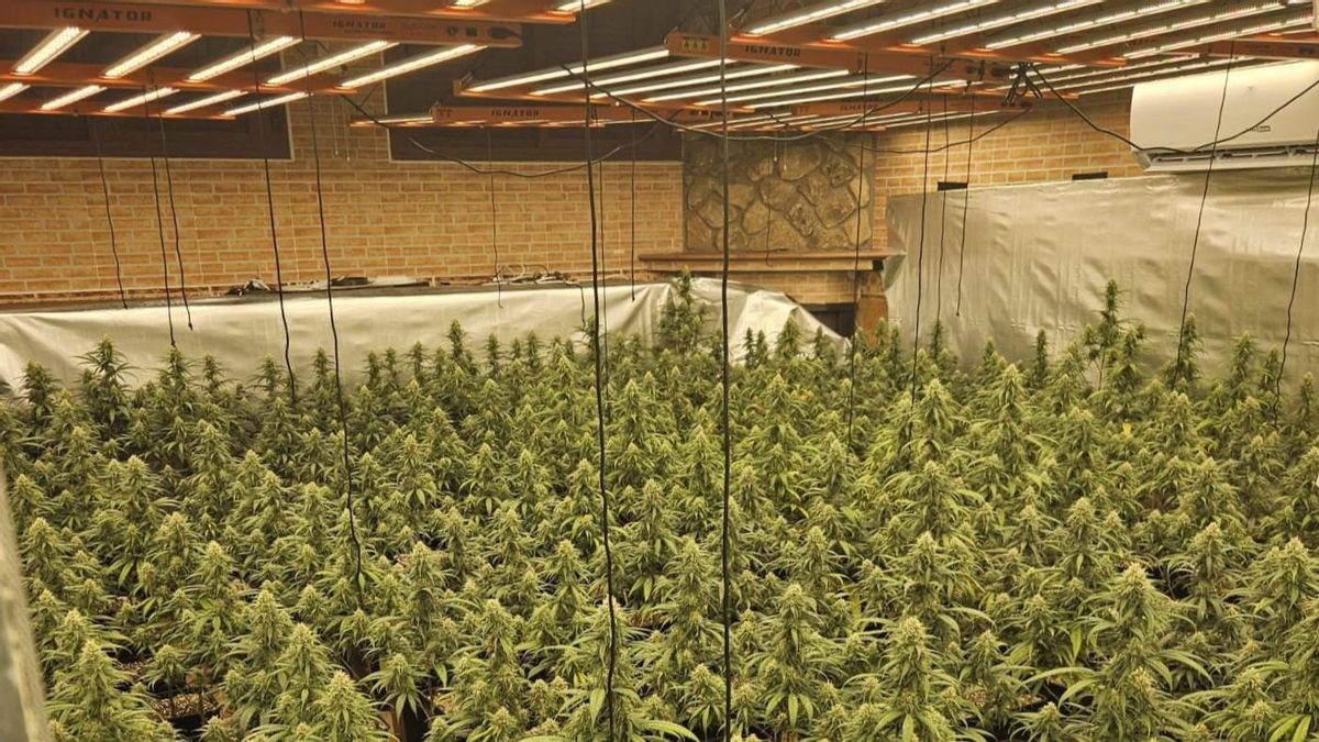 Desmantelada una plantación 'indoor' de marihuana con 585 plantas en Talavera de la Reina: hay dos detenidos