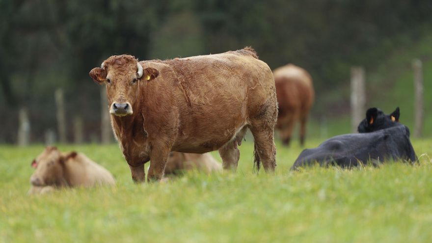 La historia entre Malena y Aurora: una amistad que traspasa especies