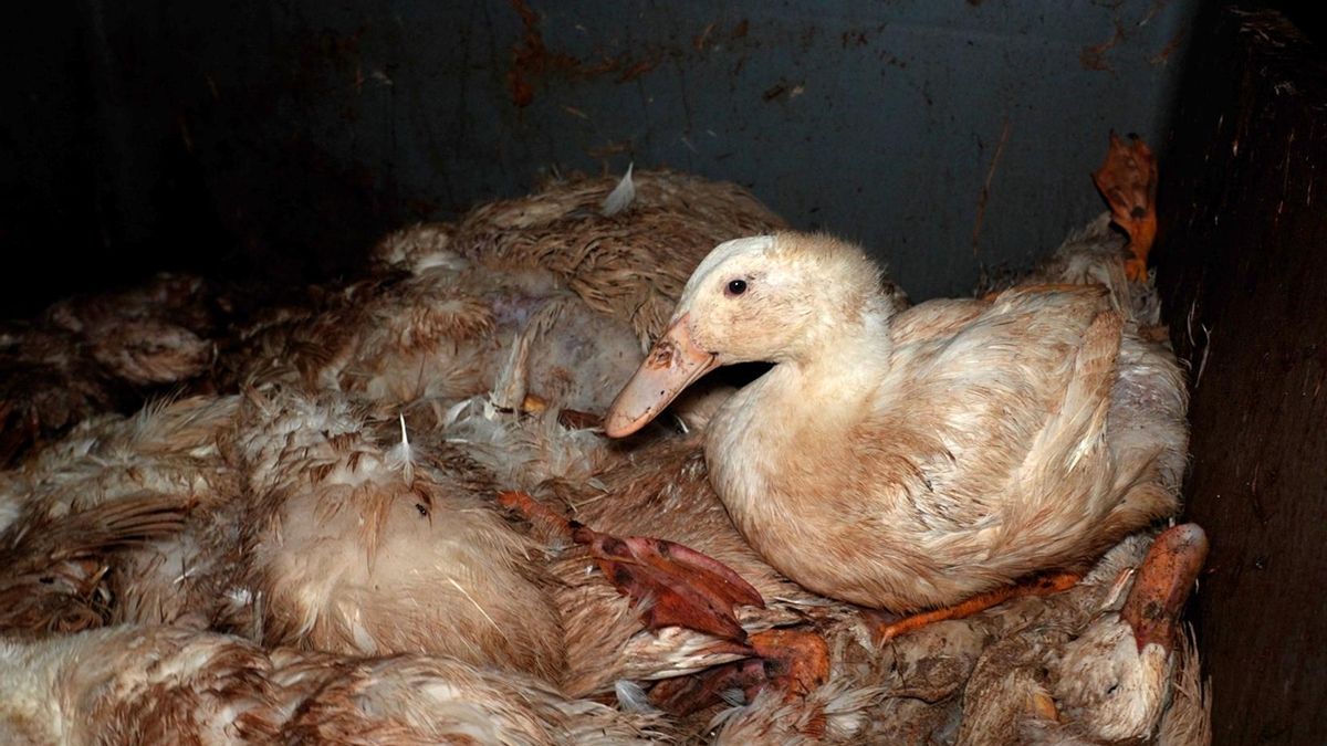 Portugal inicia una investigación en la macrogranja de los patos maltratados que viven entre cadáveres y excrementos
