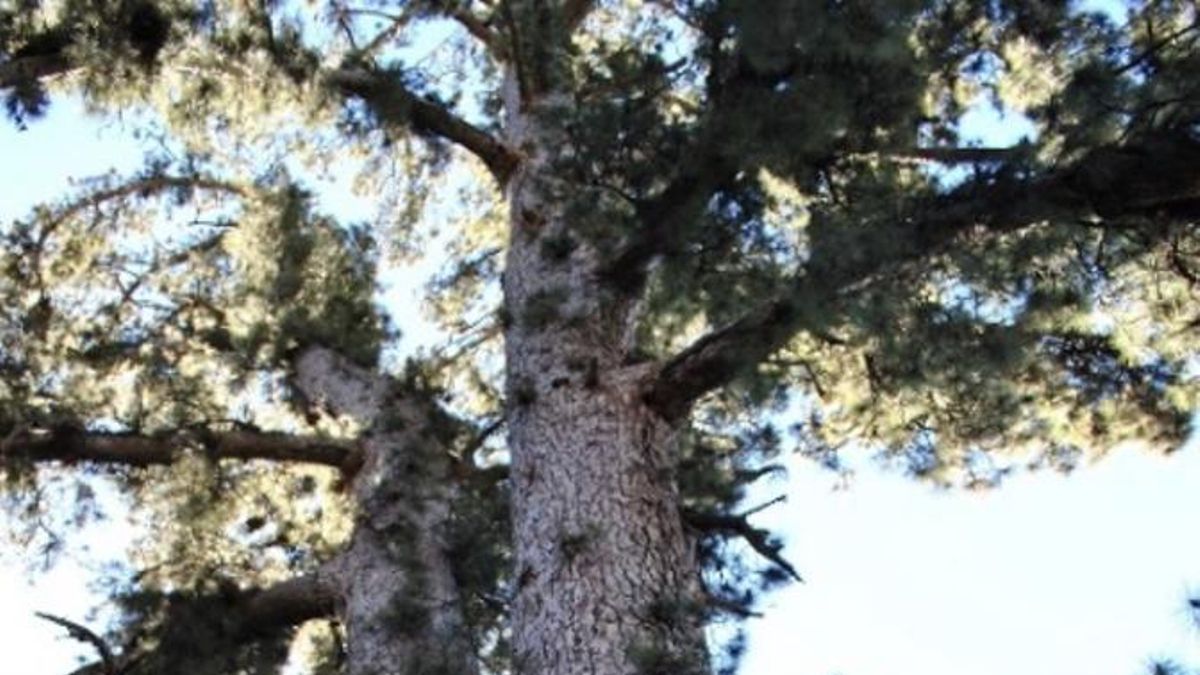 Los ‘pinos padre’ canarios