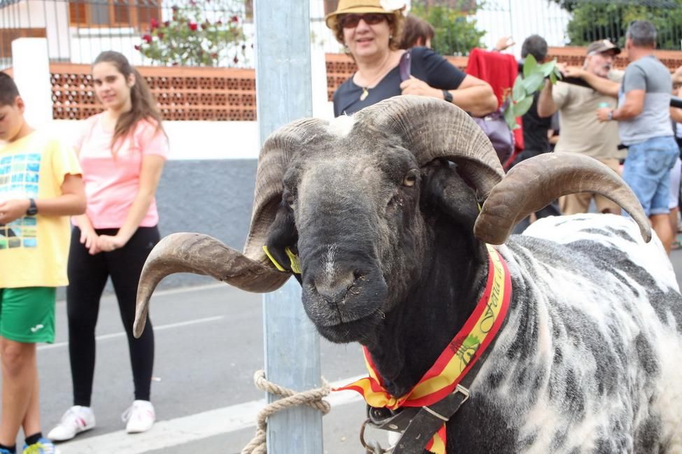 Romería de Teror (ALEJANDRO RAMOS)