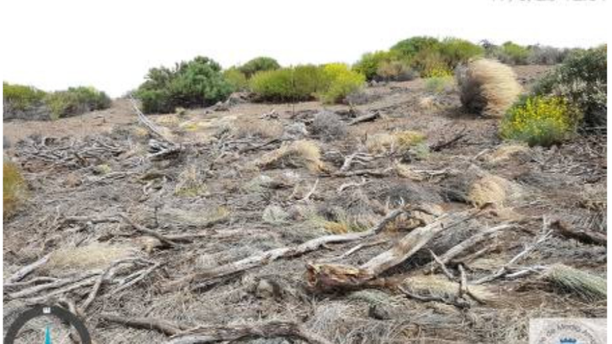 Una de las zonas afectadas por los trabajos del IAC en el parque natural de la Corona Forestal de Tenerife.