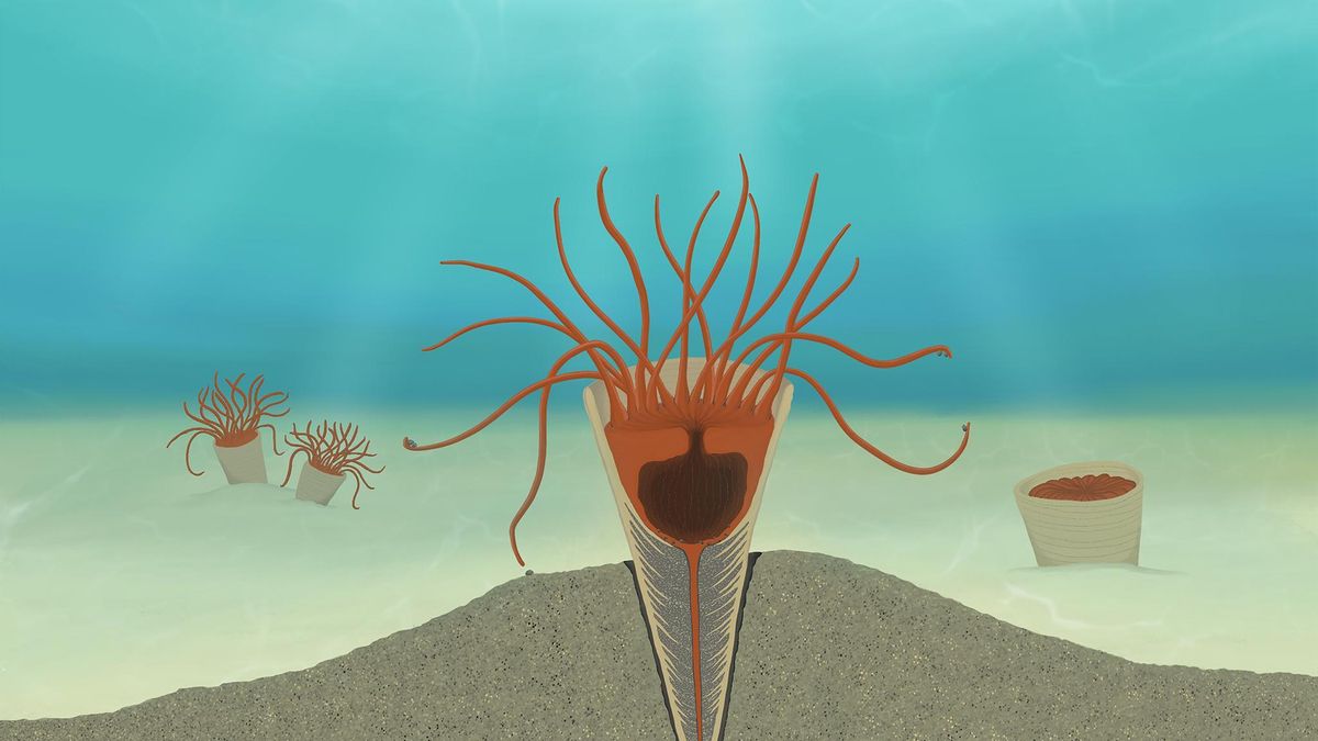 El hallazgo que reescribe el pasado marino: estos fósiles podrían ser los primeros parientes de las medusas