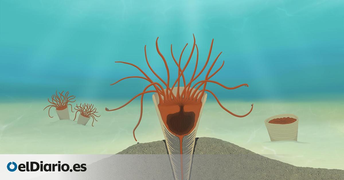 El hallazgo que reescribe el pasado marino: estos fósiles podrían ser los primeros parientes de las medusas