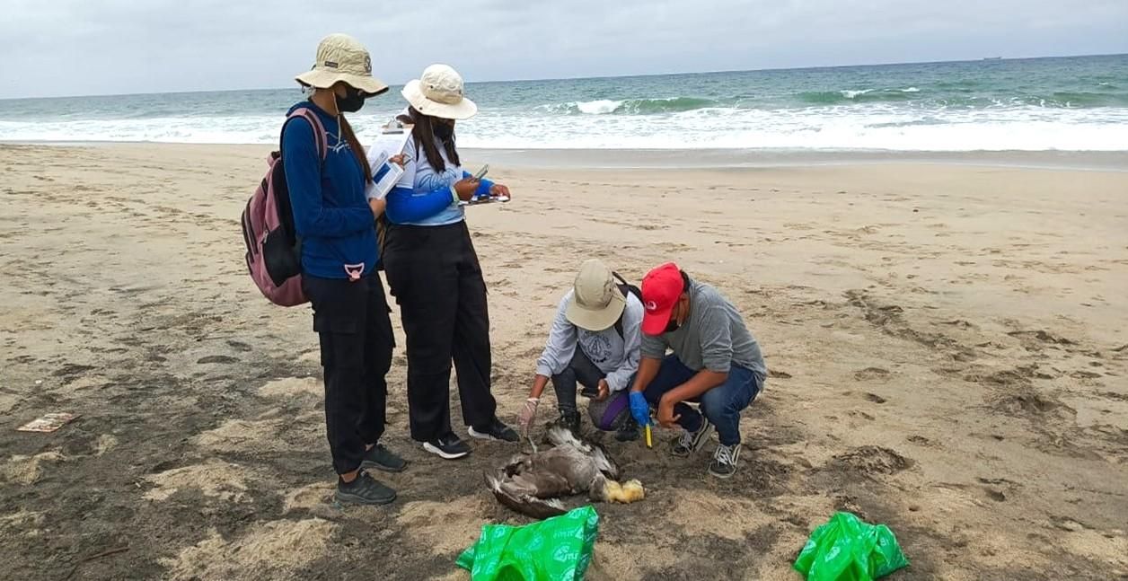 Especialistas de la fundación Aves y Conservación levantan cuerpos de albatros de Galápagos en la costa continental, en 2023. Foto: cortesía Gustavo Tigrero
