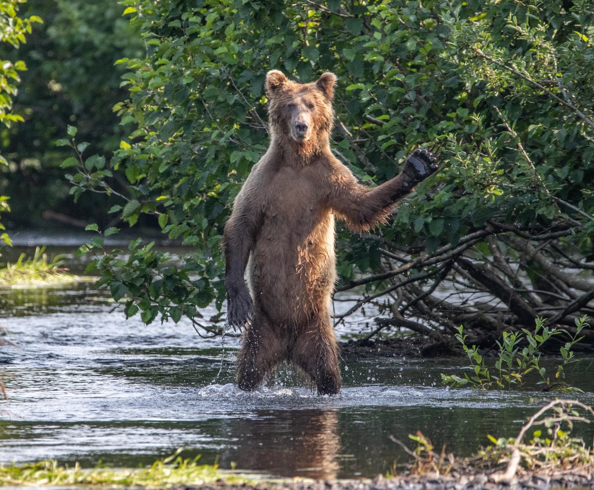 "¡Buenos días!" © Eric Fisher / Comedy Wildlife Photo Awards 2020