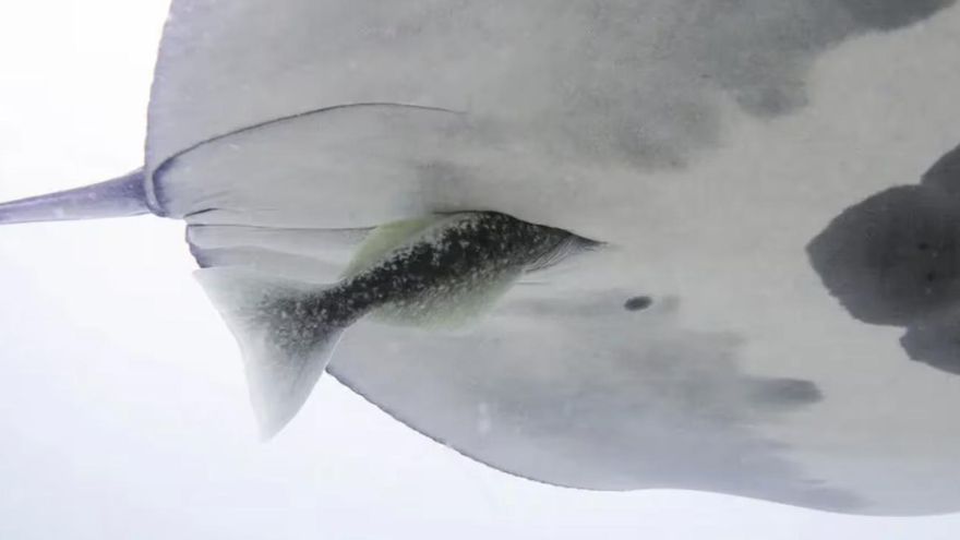 Las mantarrayas se enfrentan a un fenómeno extraño que los científicos todavía no consiguen explicar: las rémoras llegan a introducirse por la zona anal