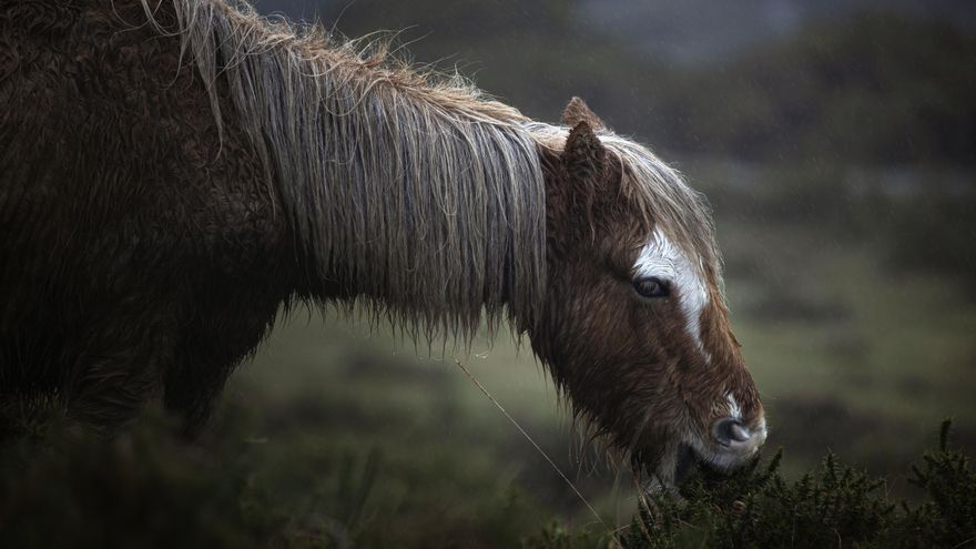 Investigan la muerte de una yegua hallada con un disparo en el municipio pontevedrés de Baiona