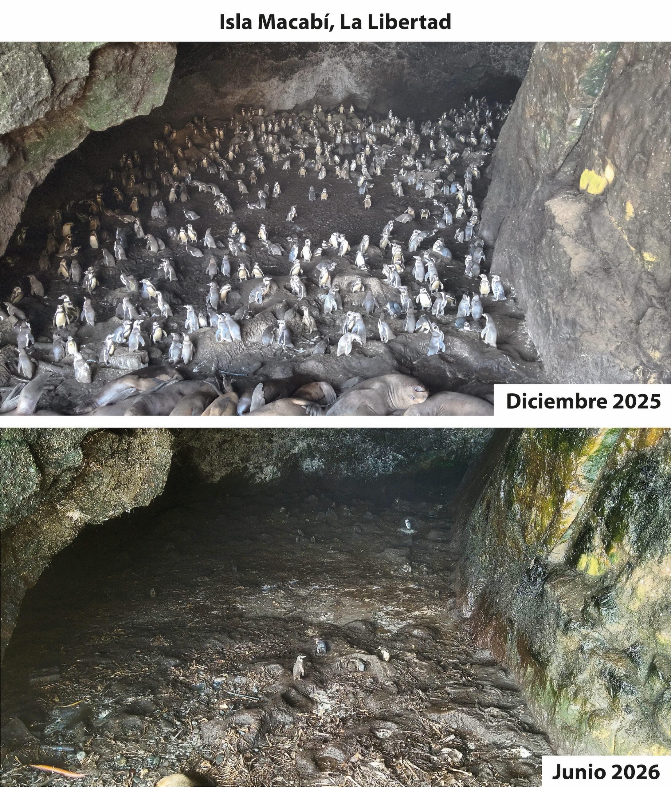 Científicos encontraron casi abandonados los sitios de anidación de los pingüinos de Humboldt. Foto: cortesía Sebastián Lozano-Sanllehi/Unidad de Investigación en Ecología y Conservación de Aves Marinas de la Universidad Científica del Sur