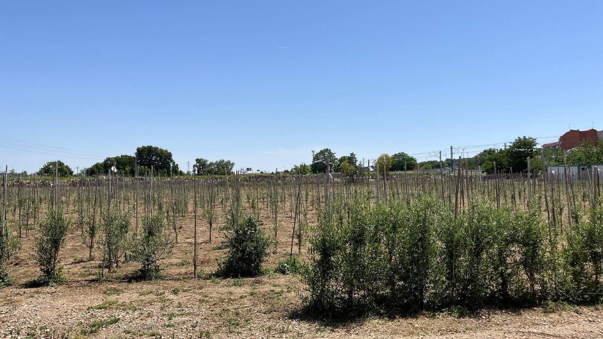 El laberinto de olivos está en pleno crecimiento