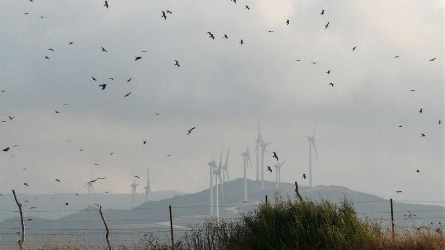 El Gobierno de Aragón plantea que los pájaros deben adaptarse y aprender a esquivar aerogeneradores