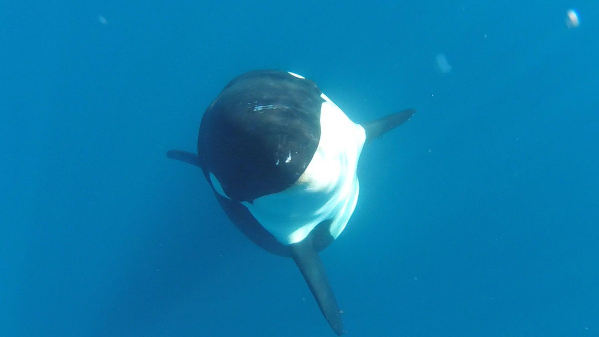 Una orca que come delfines, ballenas y rayas en el Pacífico mexicano sería un nuevo descubrimiento para la ciencia