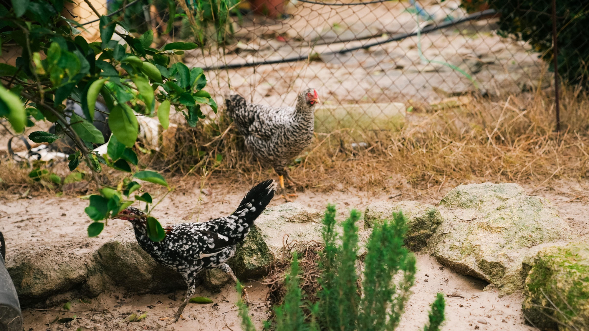 El lodo y el barro, dentro de las parcelas de las calles Perdiz y La Tórtola