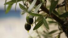 La mala cosecha de la aceituna anticipa una fuerte subida del precio del aceite en 2015