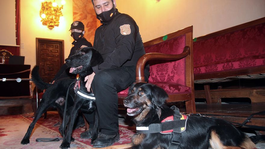 Un estudio piloto con perros para detección de covid-19 valida 96 % de casos