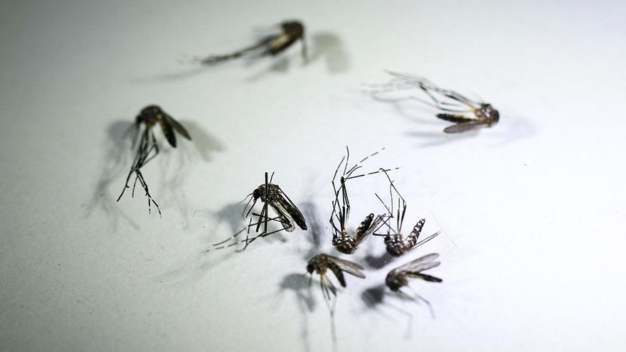 Argentina utiliza mosquitos macho estériles para controlar el dengue