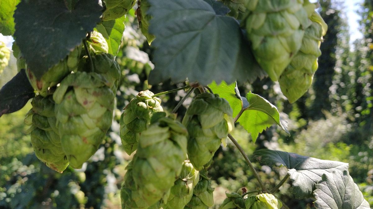 Lúpulo