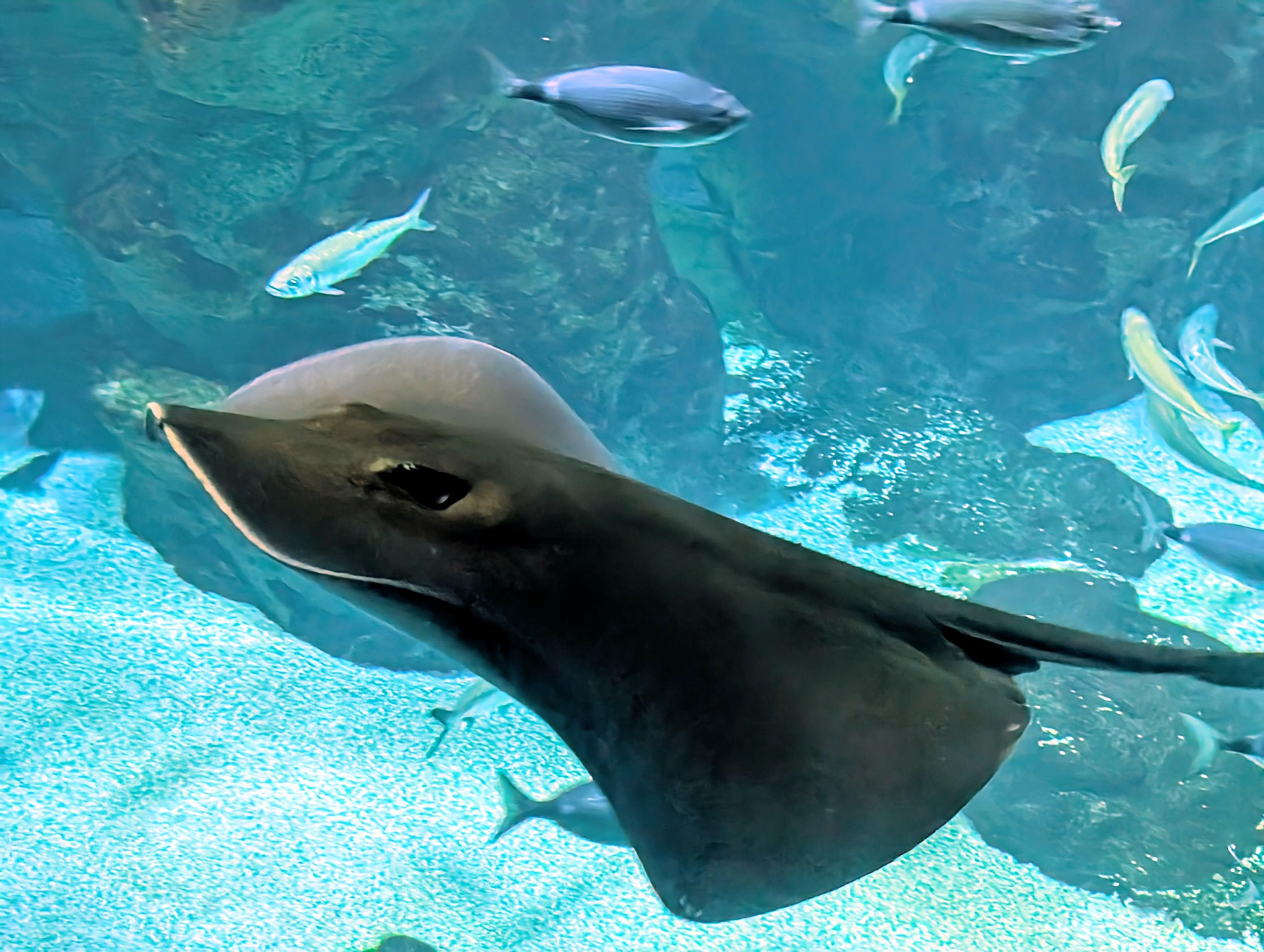 Raya redonda en el Raya en el Bioparc Acuario de Gijón
