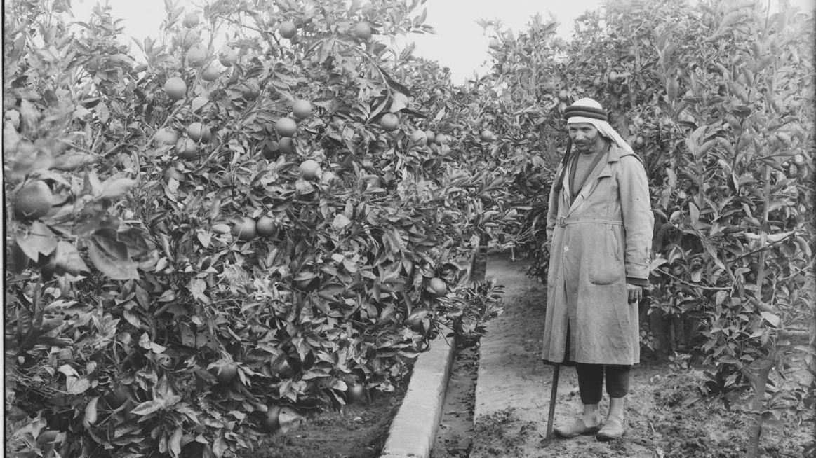 Un agricultor palestino de naranjas en Yafa a principios del siglo XX.