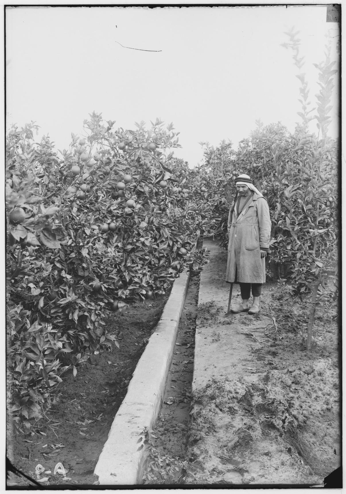 Un agricultor palestino de naranjas en Yafa a principios del siglo XX.