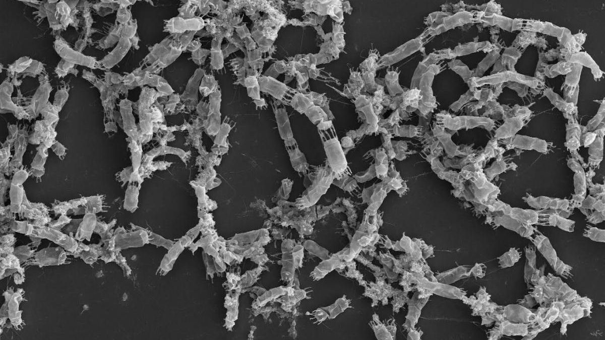 Un estudio revela que la oscuridad potencia la producción de microalgas