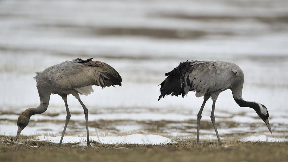 Imagen de archivo de unas grullas.