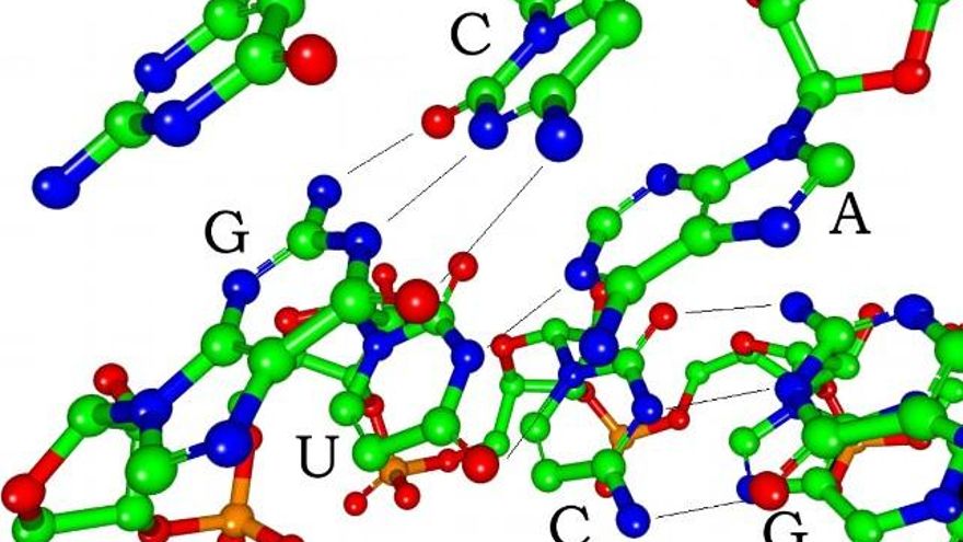 Imagen que muestra el apareamiento de las bases nitrogenadas del ADN (arriba) con el ARN (abajo). // Wikipedia.