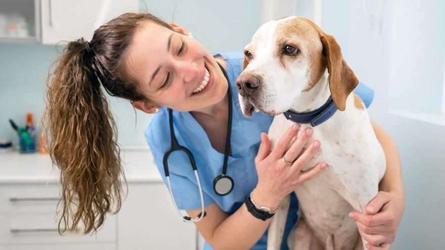 Día del veterinario: ¿por qué se celebra el 6 de agosto?